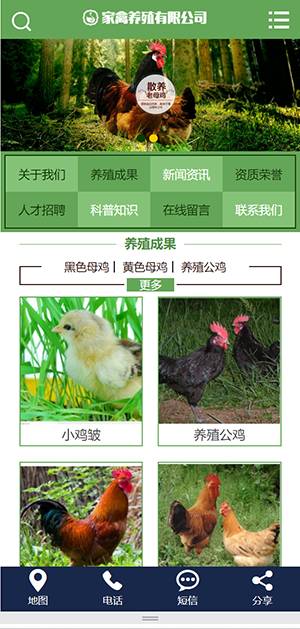 畜牧家禽母鸡养殖类自适应网站建设制作