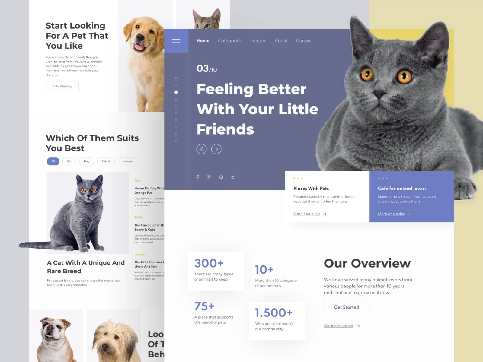 温柔伴侣！12组宠物WEB界面设计灵感！